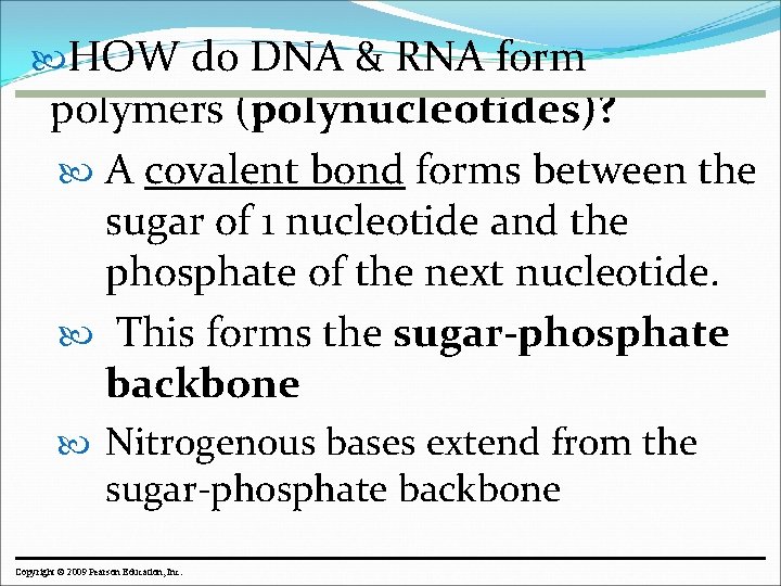  HOW do DNA & RNA form polymers (polynucleotides)? A covalent bond forms between