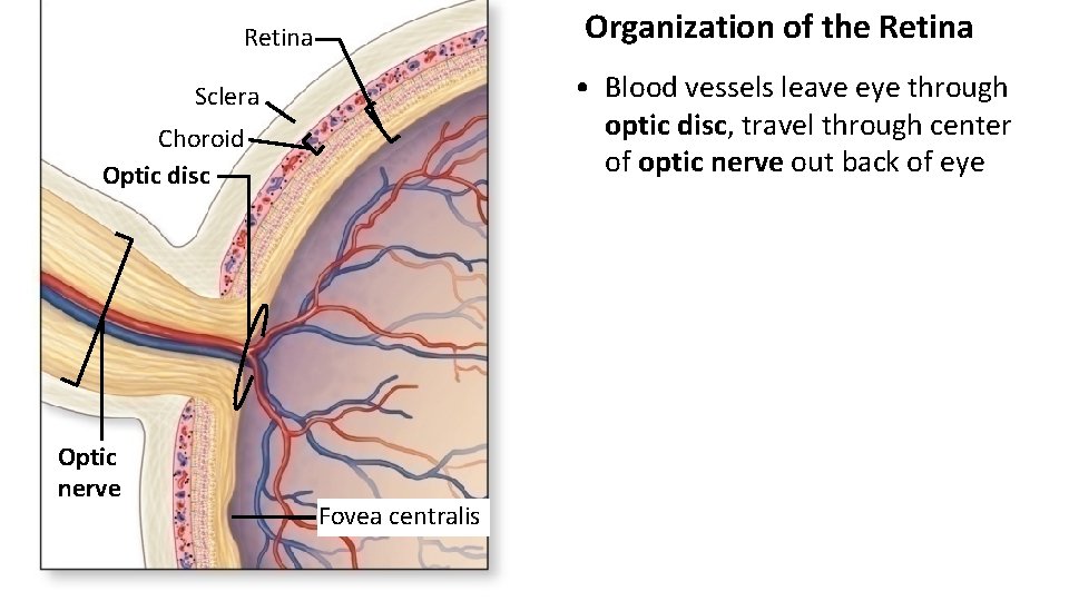 Organization of the Retina • Blood vessels leave eye through optic disc, travel through