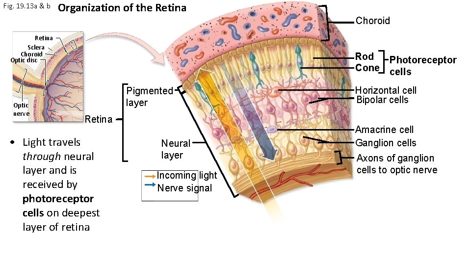 Fig. 19. 13 a & b Organization of the Retina Choroid Retina Sclera Choroid