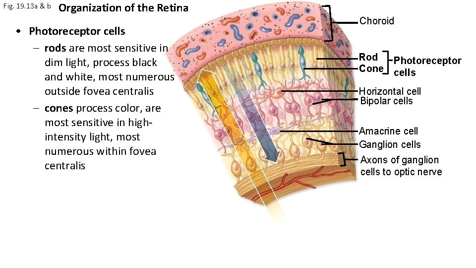 Fig. 19. 13 a & b Organization of the Retina • Photoreceptor cells –