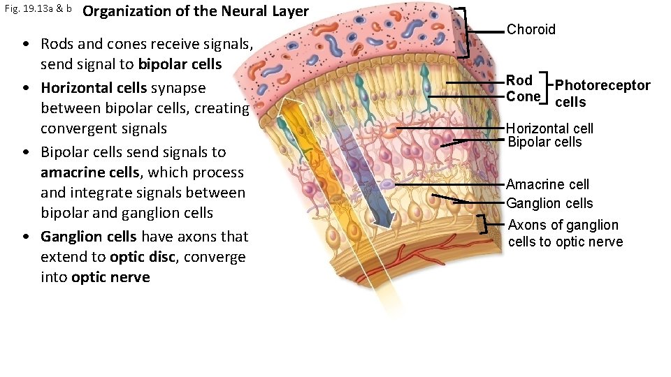 Fig. 19. 13 a & b Organization of the Neural Layer • Rods and