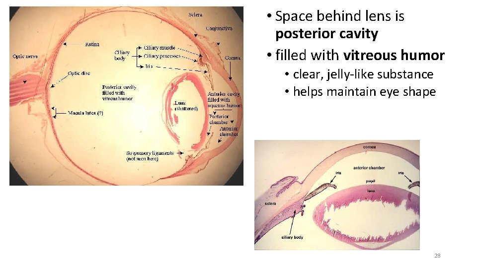  • Space behind lens is posterior cavity • filled with vitreous humor •