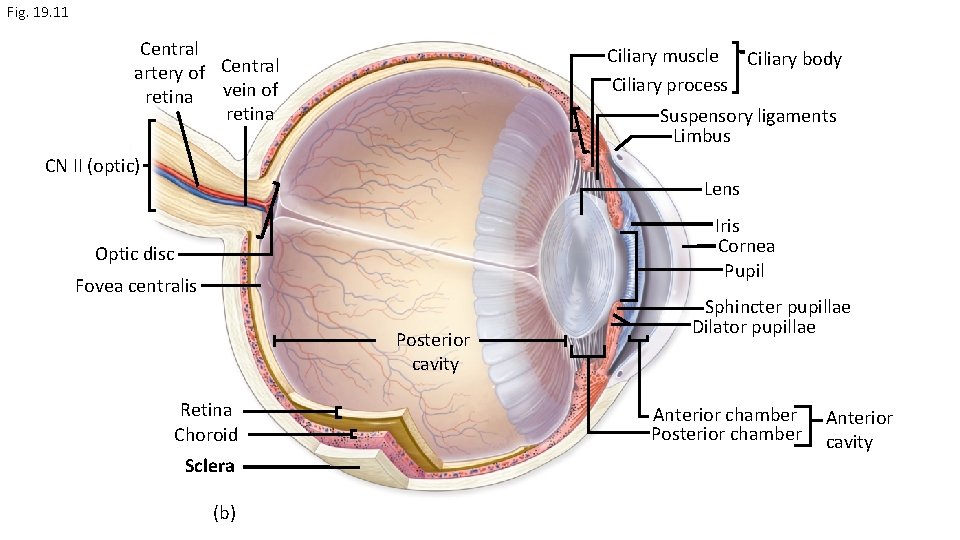 Fig. 19. 11 Central artery of Central retina vein of retina Ciliary muscle Ciliary