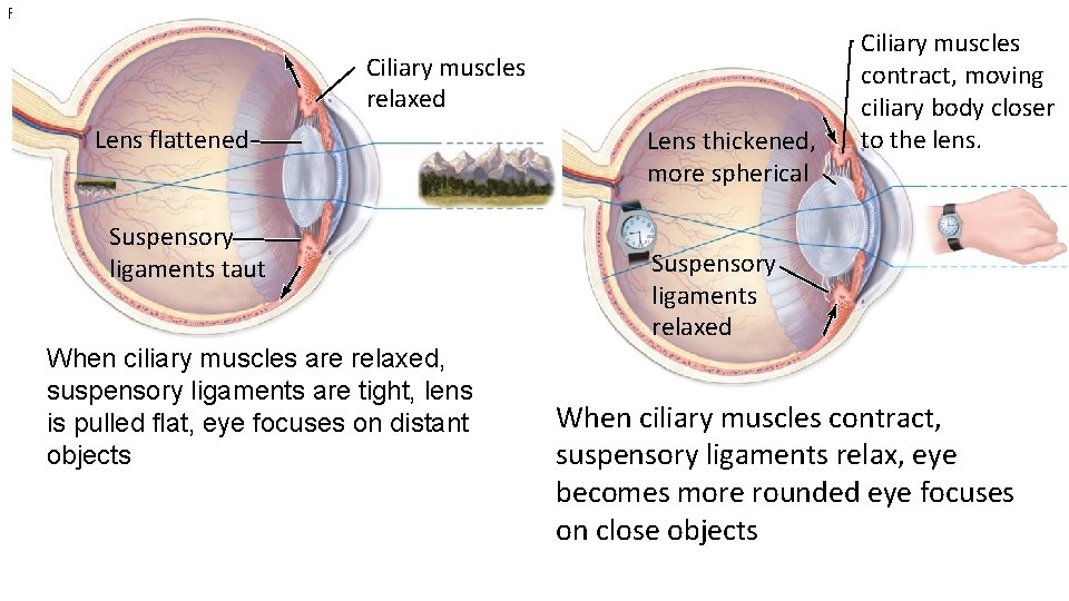 Fig. 19. 15 Ciliary muscles relaxed Lens flattened Suspensory ligaments taut When ciliary muscles