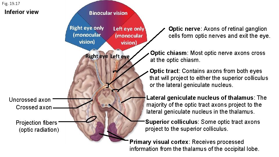 Fig. 19. 17 Inferior view Binocular vision Right eye only (monocular vision) Left eye