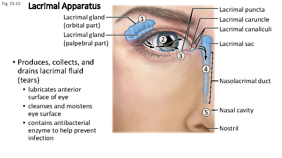 Fig. 19. 10 Lacrimal Apparatus Lacrimal gland (orbital part) Lacrimal gland (palpebral part) •