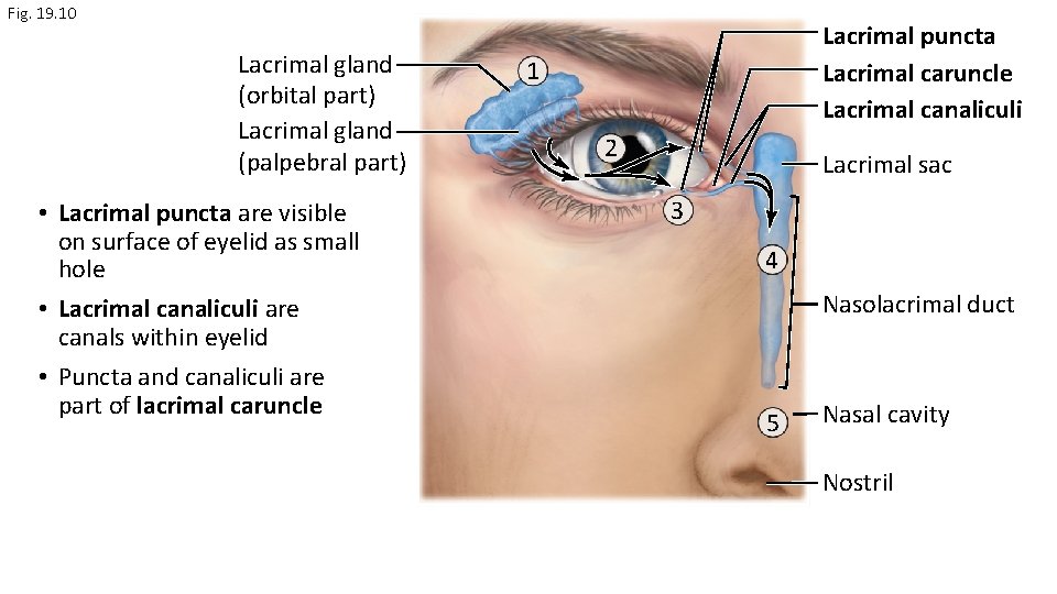 Fig. 19. 10 Lacrimal gland (orbital part) Lacrimal gland (palpebral part) • Lacrimal puncta Fig. 19. 10 Lacrimal gland (orbital part) Lacrimal gland (palpebral part) • Lacrimal puncta