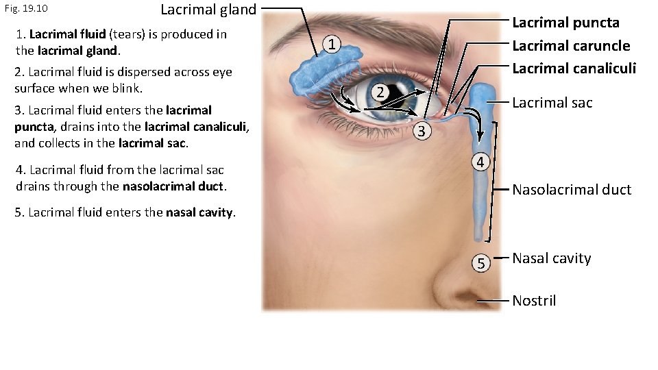 Fig. 19. 10 Lacrimal gland 1. Lacrimal fluid (tears) is produced in the lacrimal