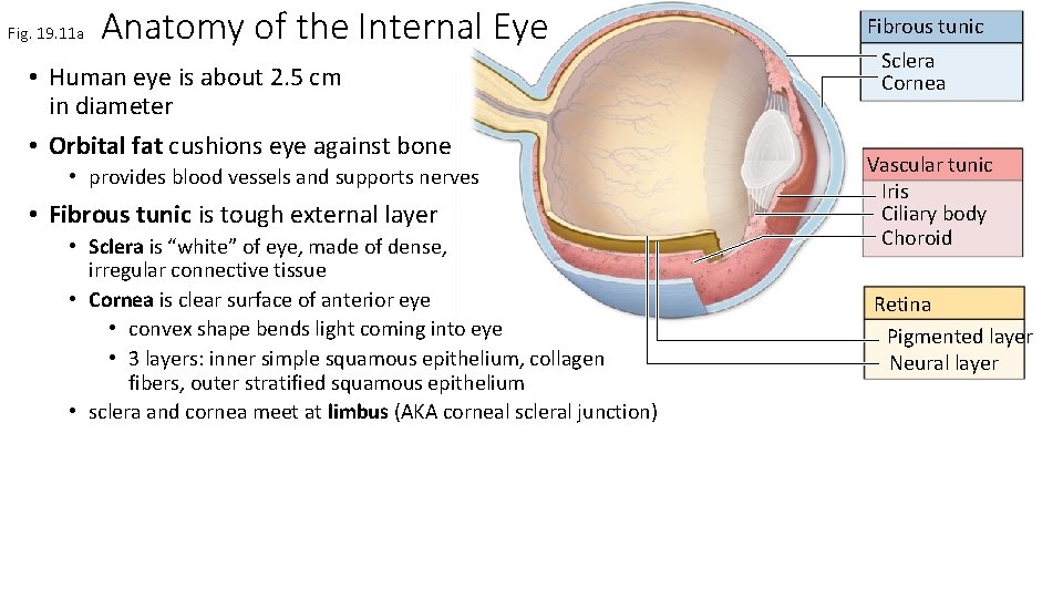 Fig. 19. 11 a Anatomy of the Internal Eye • Human eye is about