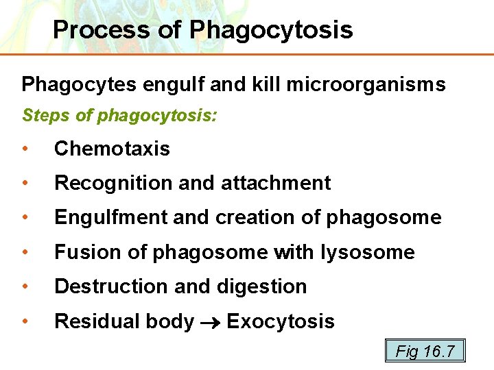 Process of Phagocytosis Phagocytes engulf and kill microorganisms Steps of phagocytosis: • Chemotaxis •