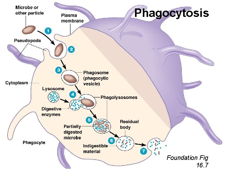 Phagocytosis Foundation Fig 16. 7 
