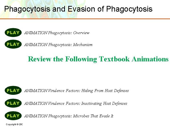 Phagocytosis and Evasion of Phagocytosis ANIMATION Phagocytosis: Overview ANIMATION Phagocytosis: Mechanism Review the Following