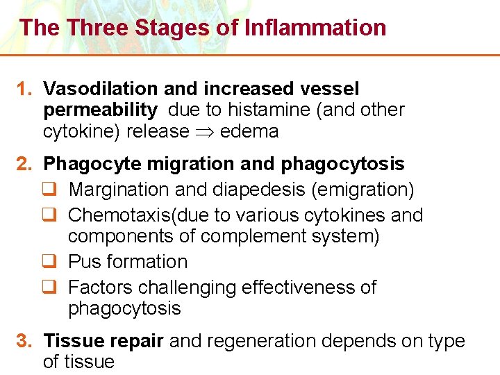 The Three Stages of Inflammation 1. Vasodilation and increased vessel permeability due to histamine