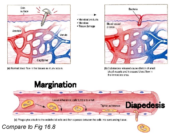 Inflammatory Process Margination Diapedesis Compare to Fig 16. 8 