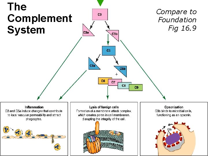 The Complement System Compare to Foundation Fig 16. 9 