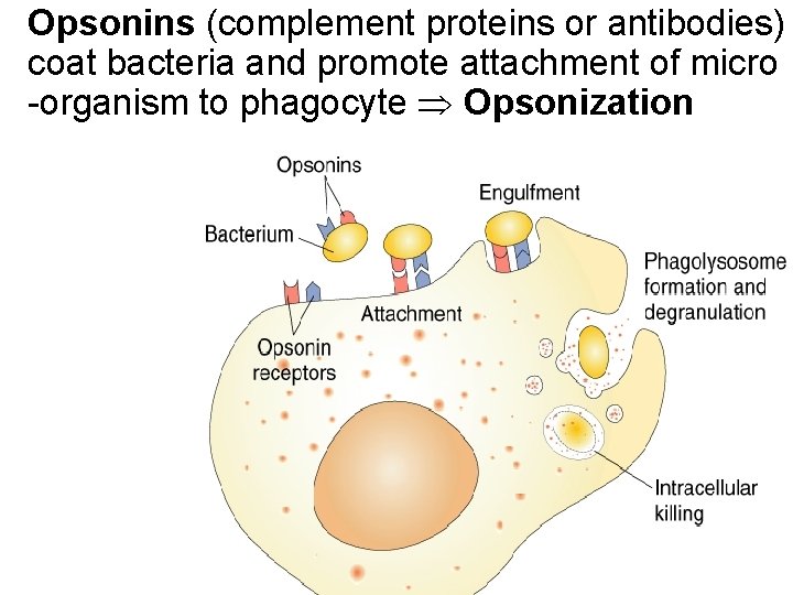 Opsonins (complement proteins or antibodies) coat bacteria and promote attachment of micro -organism to