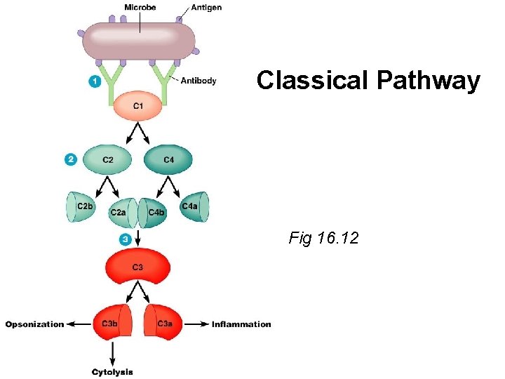 Classical Pathway Fig 16. 12 