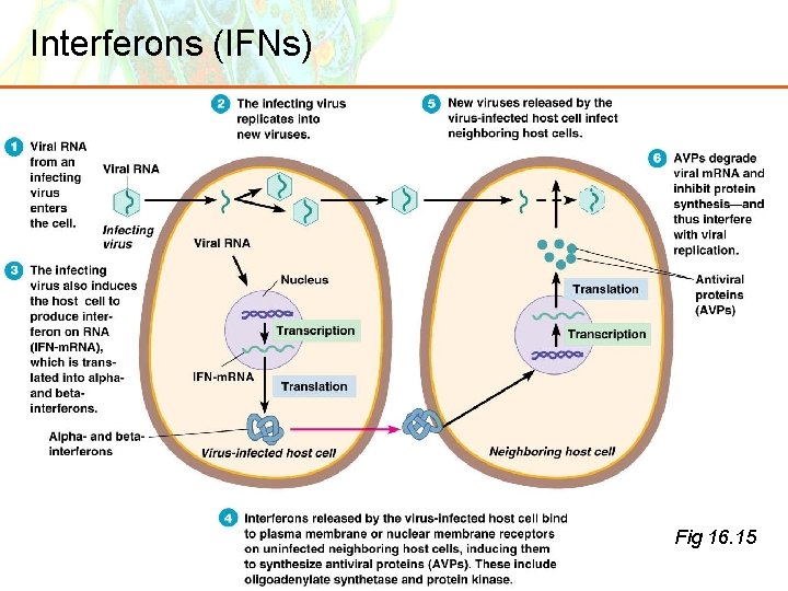 Interferons (IFNs) Fig 16. 15 Copyright © 2006 Pearson Education, Inc. , publishing as