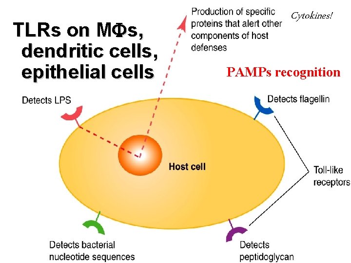 TLRs on M s, dendritic cells, epithelial cells Cytokines! PAMPs recognition 