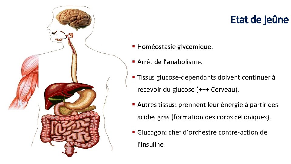 Etat de jeûne § Homéostasie glycémique. § Arrêt de l’anabolisme. § Tissus glucose-dépendants doivent