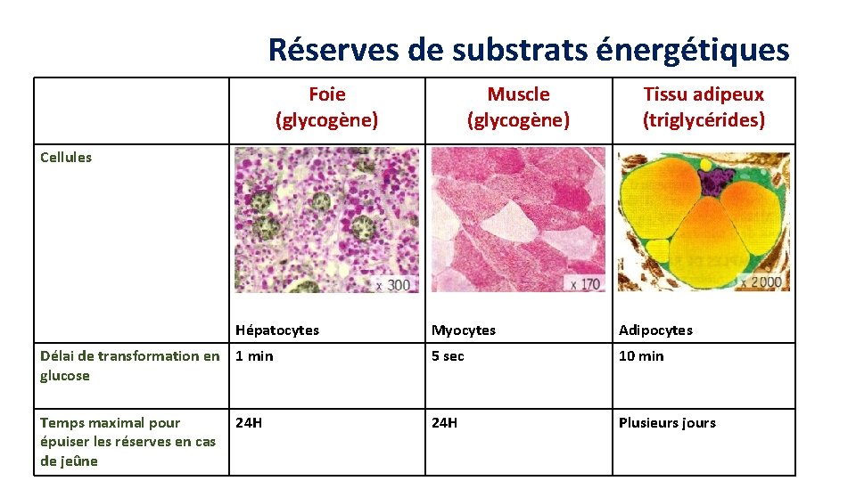 Réserves de substrats énergétiques Foie (glycogène) Muscle (glycogène) Tissu adipeux (triglycérides) Cellules Hépatocytes Myocytes Réserves de substrats énergétiques Foie (glycogène) Muscle (glycogène) Tissu adipeux (triglycérides) Cellules Hépatocytes Myocytes