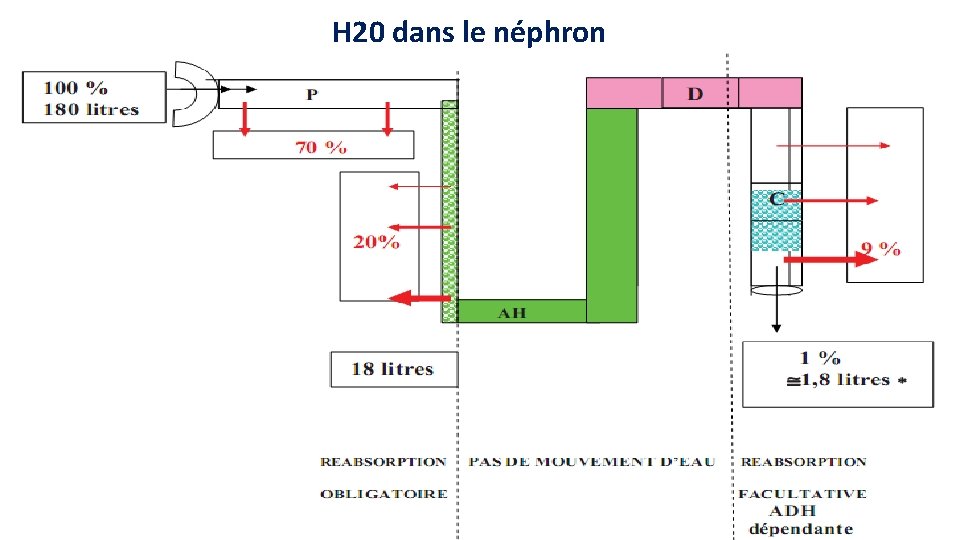 H 20 dans le néphron 