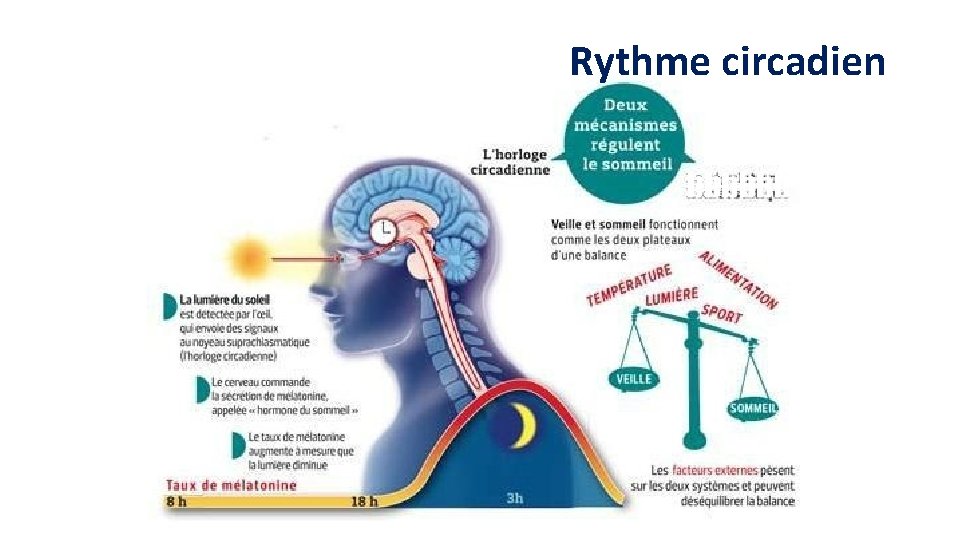 Rythme circadien 