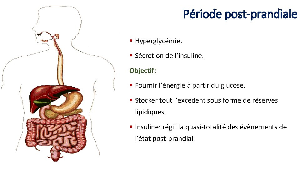 Période post-prandiale § Hyperglycémie. § Sécrétion de l’insuline. Objectif: § Fournir l’énergie à partir