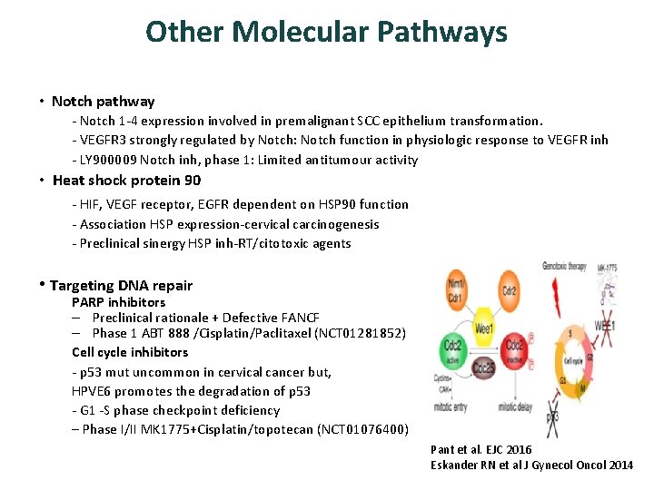 Other Molecular Pathways • Notch pathway - Notch 1 -4 expression involved in premalignant