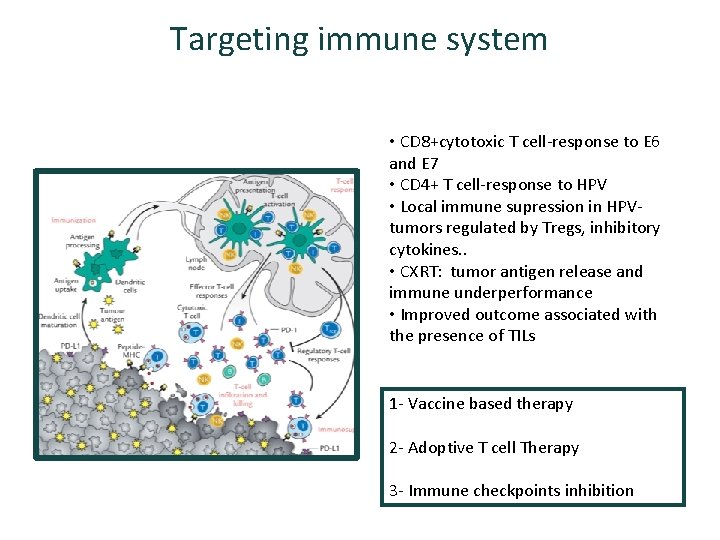 Targeting immune system • CD 8+cytotoxic T cell-response to E 6 and E 7