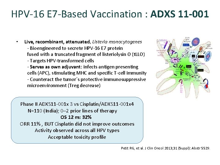 HPV-16 E 7 -Based Vaccination : ADXS 11 -001 • Live, recombinant, attenuated, Listeria