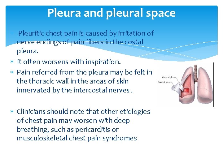 Pleura and pleural space Pleuritic chest pain is caused by irritation of nerve endings