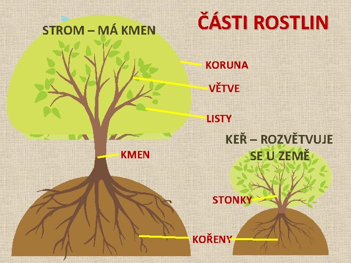 STROM – MÁ KMEN ČÁSTI ROSTLIN KORUNA VĚTVE LISTY KMEN KEŘ – ROZVĚTVUJE SE