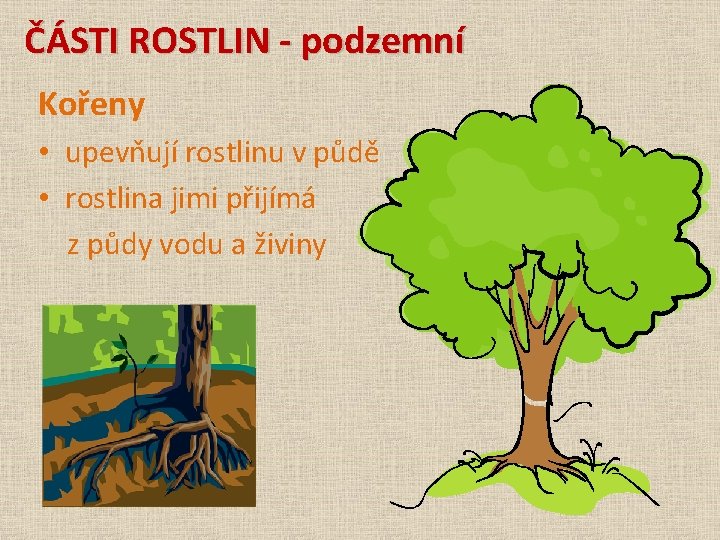 ČÁSTI ROSTLIN - podzemní Kořeny • upevňují rostlinu v půdě • rostlina jimi přijímá