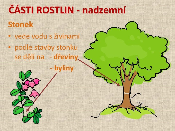 ČÁSTI ROSTLIN - nadzemní Stonek • vede vodu s živinami • podle stavby stonku