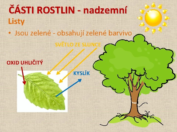 ČÁSTI ROSTLIN - nadzemní Listy • Jsou zelené - obsahují zelené barvivo SVĚTLO ZE