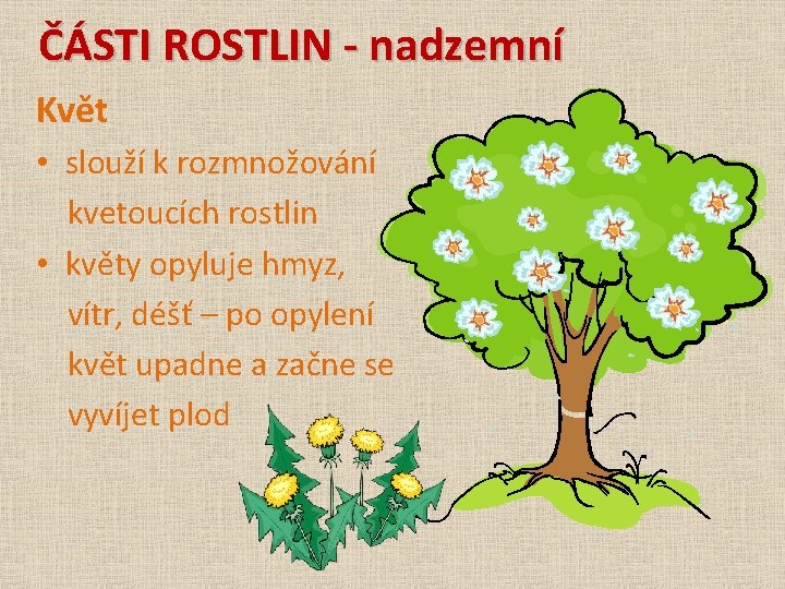 ČÁSTI ROSTLIN - nadzemní Květ • slouží k rozmnožování kvetoucích rostlin • květy opyluje