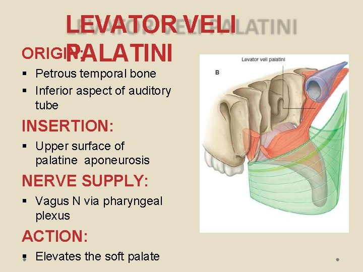 LEVATOR VELI ORIGIN: PALATINI Petrous temporal bone Inferior aspect of auditory tube INSERTION: Upper