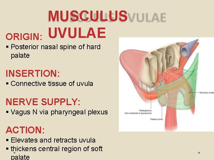 ORIGIN: MUSCULUS UVULAE Posterior nasal spine of hard palate INSERTION: Connective tissue of uvula