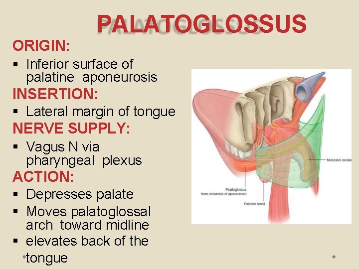 PALATOGLOSSUS ORIGIN: Inferior surface of palatine aponeurosis INSERTION: Lateral margin of tongue NERVE SUPPLY: