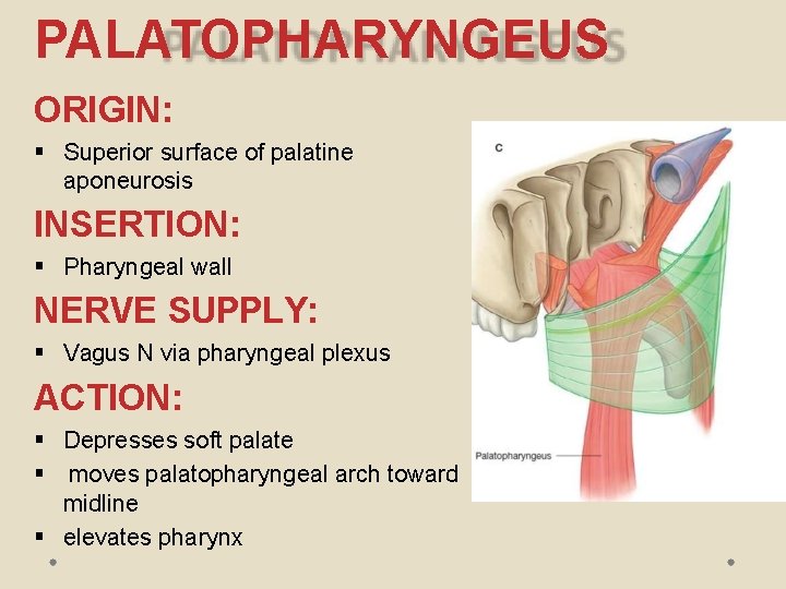 PALATOPHARYNGEUS ORIGIN: Superior surface of palatine aponeurosis INSERTION: Pharyngeal wall NERVE SUPPLY: Vagus N