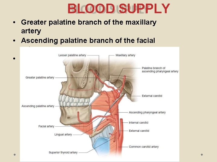 BLOOD SUPPLY • Greater palatine branch of the maxillary artery • Ascending palatine branch