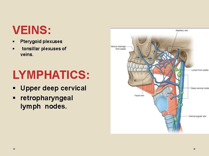 VEINS: Pterygoid plexuses tonsillar plexuses of veins. LYMPHATICS: Upper deep cervical retropharyngeal lymph nodes.