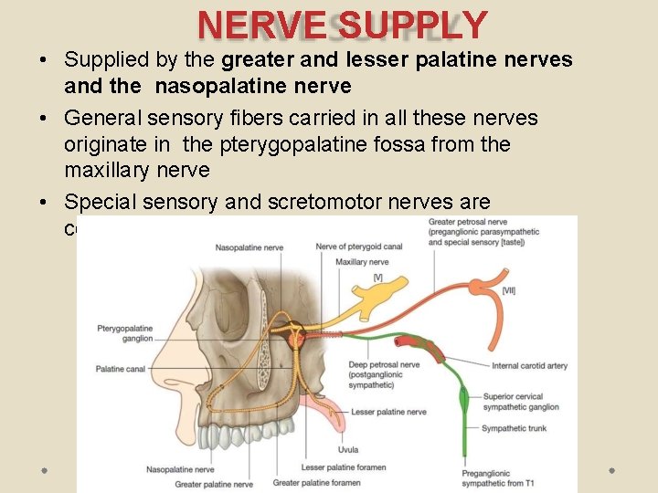 NERVE SUPPLY • Supplied by the greater and lesser palatine nerves and the nasopalatine