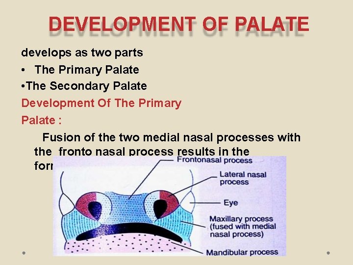 DEVELOPMENT OF PALATE develops as two parts • The Primary Palate • The Secondary