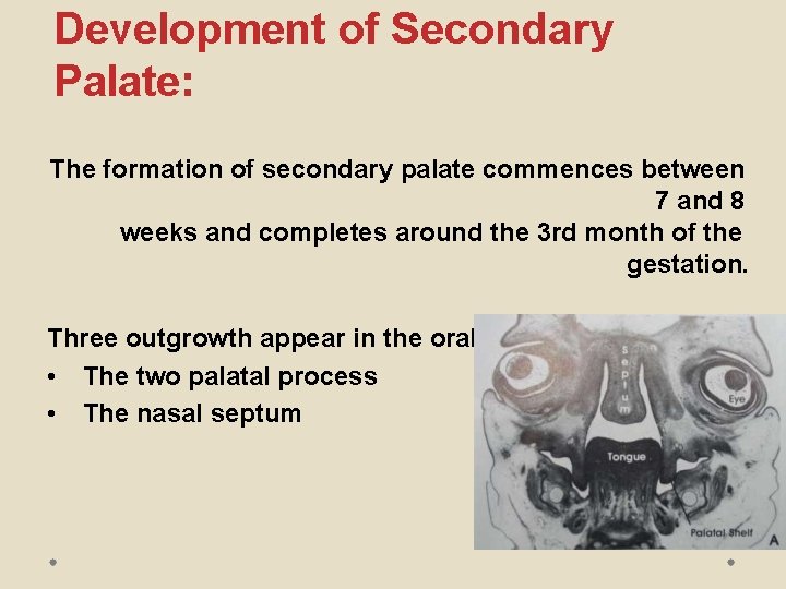 Development of Secondary Palate: The formation of secondary palate commences between 7 and 8