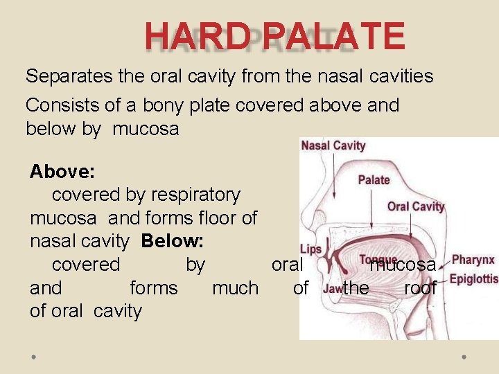HARD PALATE Separates the oral cavity from the nasal cavities Consists of a bony