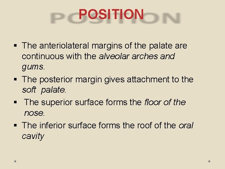 POSITION The anteriolateral margins of the palate are continuous with the alveolar arches and