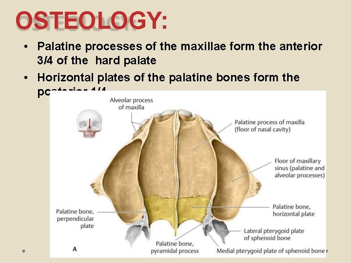 OSTEOLOGY: • Palatine processes of the maxillae form the anterior 3/4 of the hard
