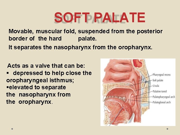 SOFT PALATE Movable, muscular fold, suspended from the posterior border of the hard palate.